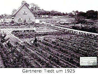 Gärtnerei Tiedt um 1925